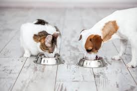 Understanding Dietary Needs of Dogs and Cats