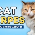 cat herpes