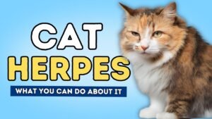 cat herpes
